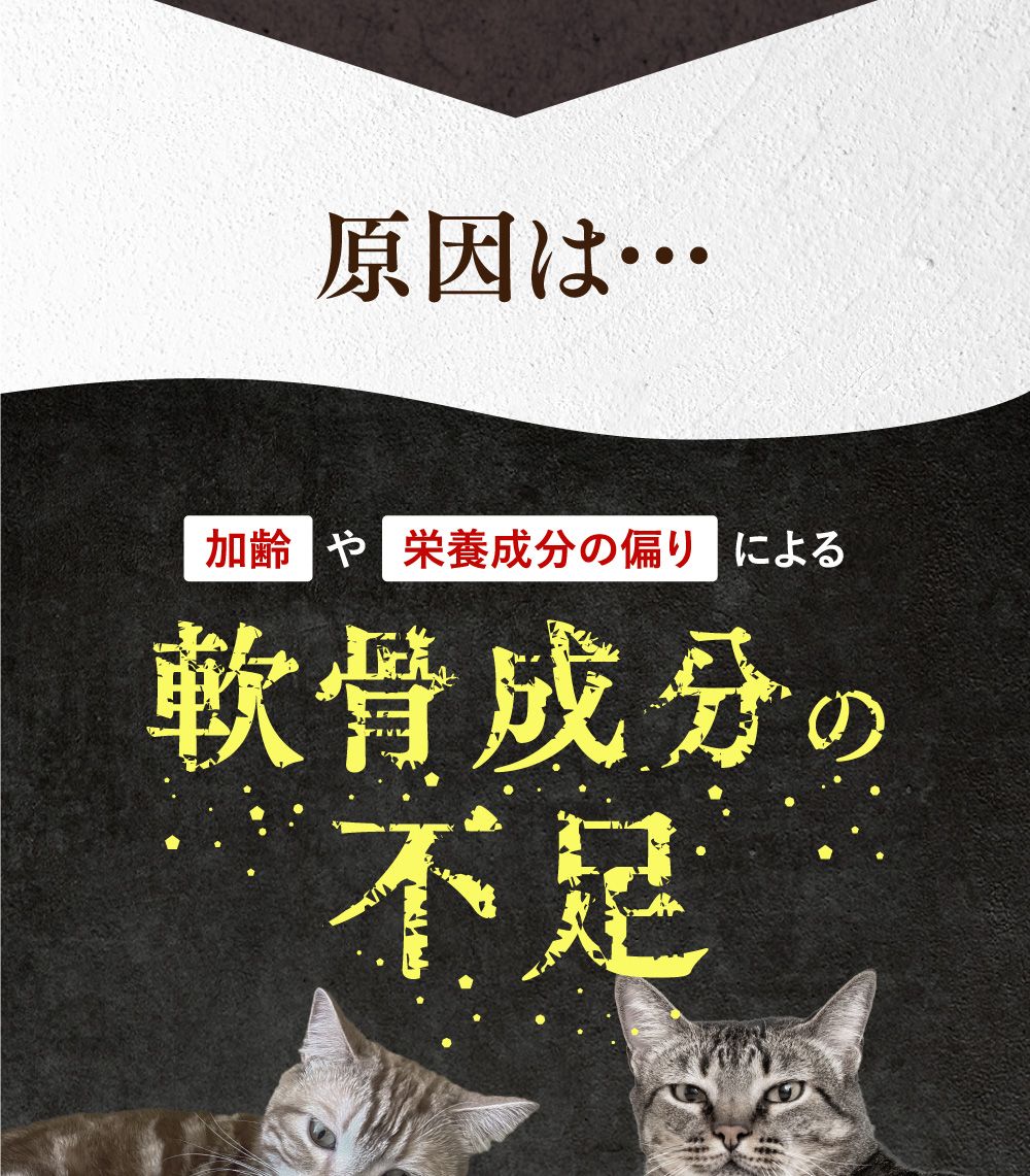 うちカラサポLP_猫02_02