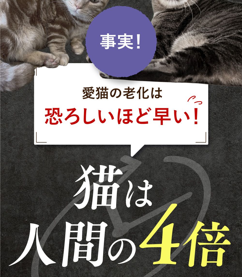 うちカラサポLP_猫02_03