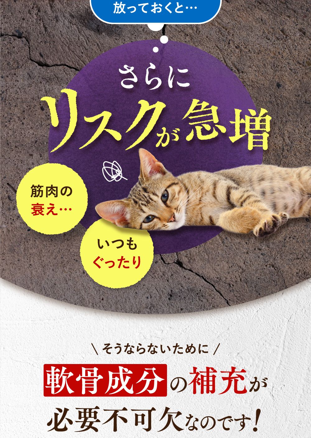 うちカラサポLP_猫02_07